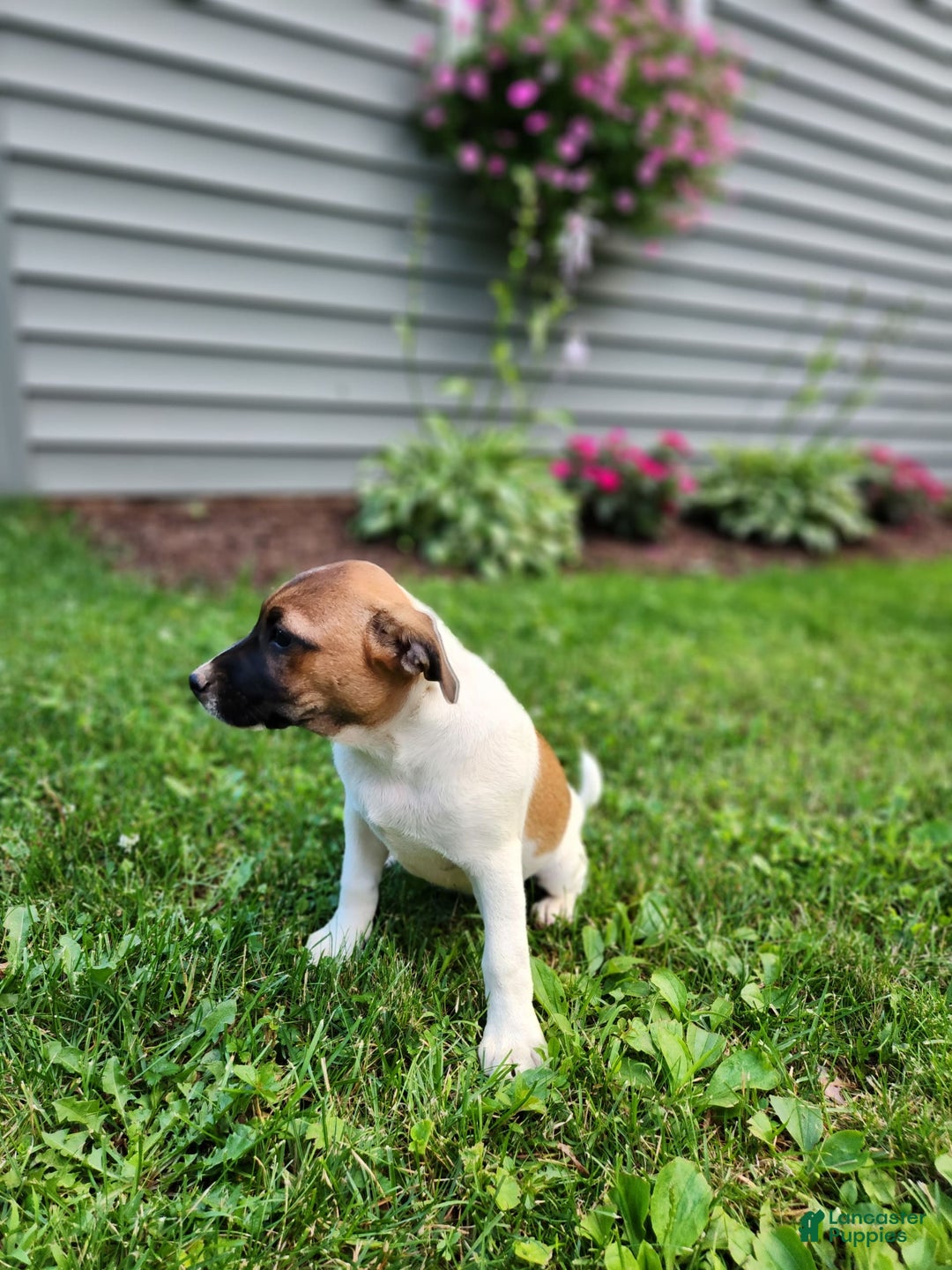 Rat Terrier dogs for sale: Bella - Image 6