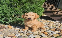 Goldendoodle dogs for sale: B-dog - Image 1