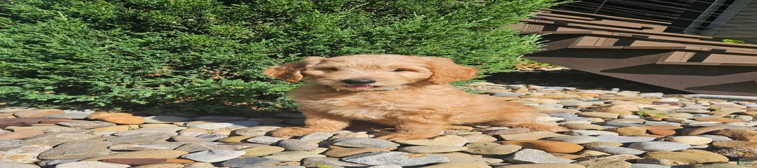 B-dog