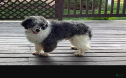 Mini Bernedoodle dogs for sale: Mia - Image 30
