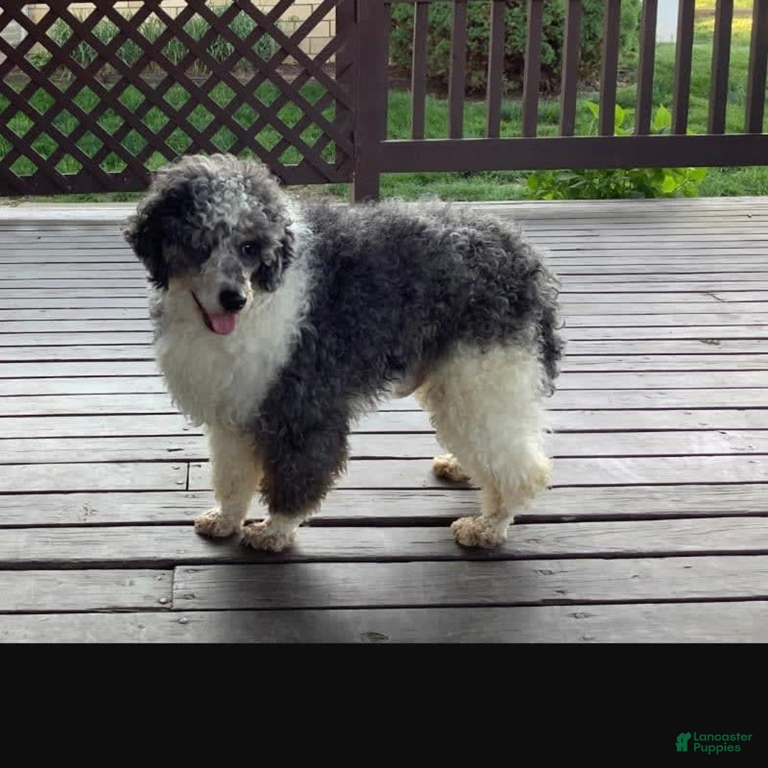 Mini Bernedoodle dogs for sale: Mia - Image 30