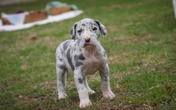 Great Dane dogs for sale: Jamaica - Image 24