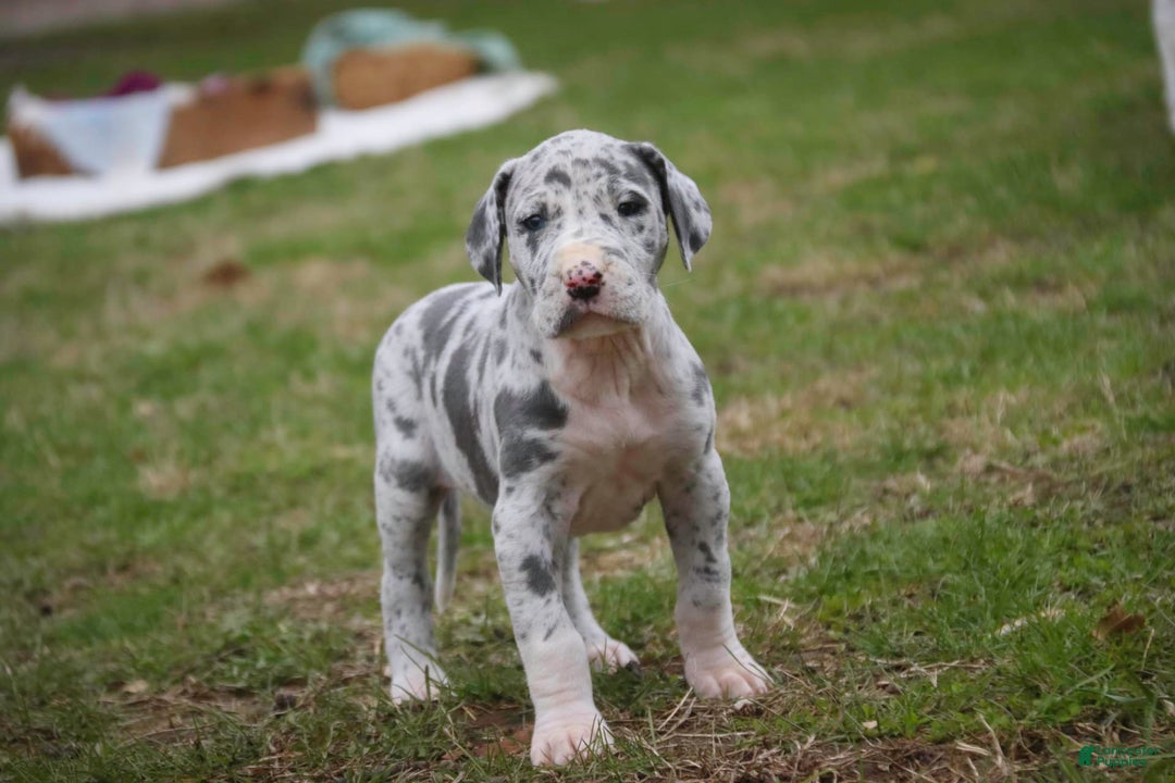 Great Dane dogs for sale: Jamaica - Image 24