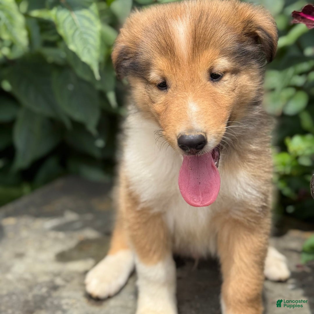 Collie dogs for sale: Alvin - Image 5