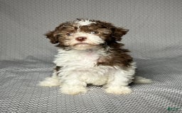 Havapoo dogs for sale: Amy - Image 1