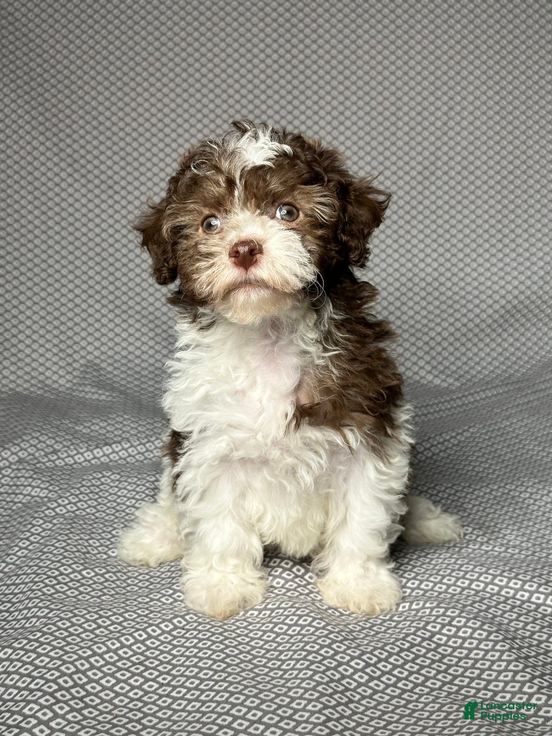 Havapoo dogs for sale: Amy - Image 1
