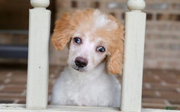 Miniature Poodle dogs for sale: Peanut - Image 1