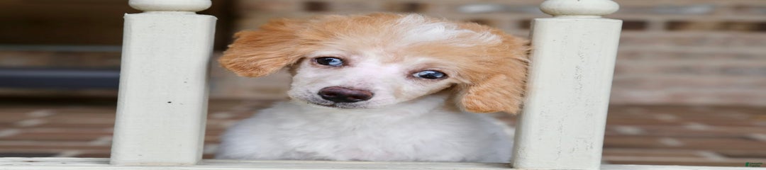 Peanut