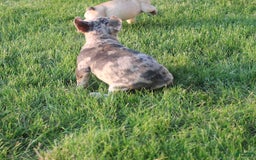 French Bulldog dogs for sale: French Bulldog 2 puppies - Image 7