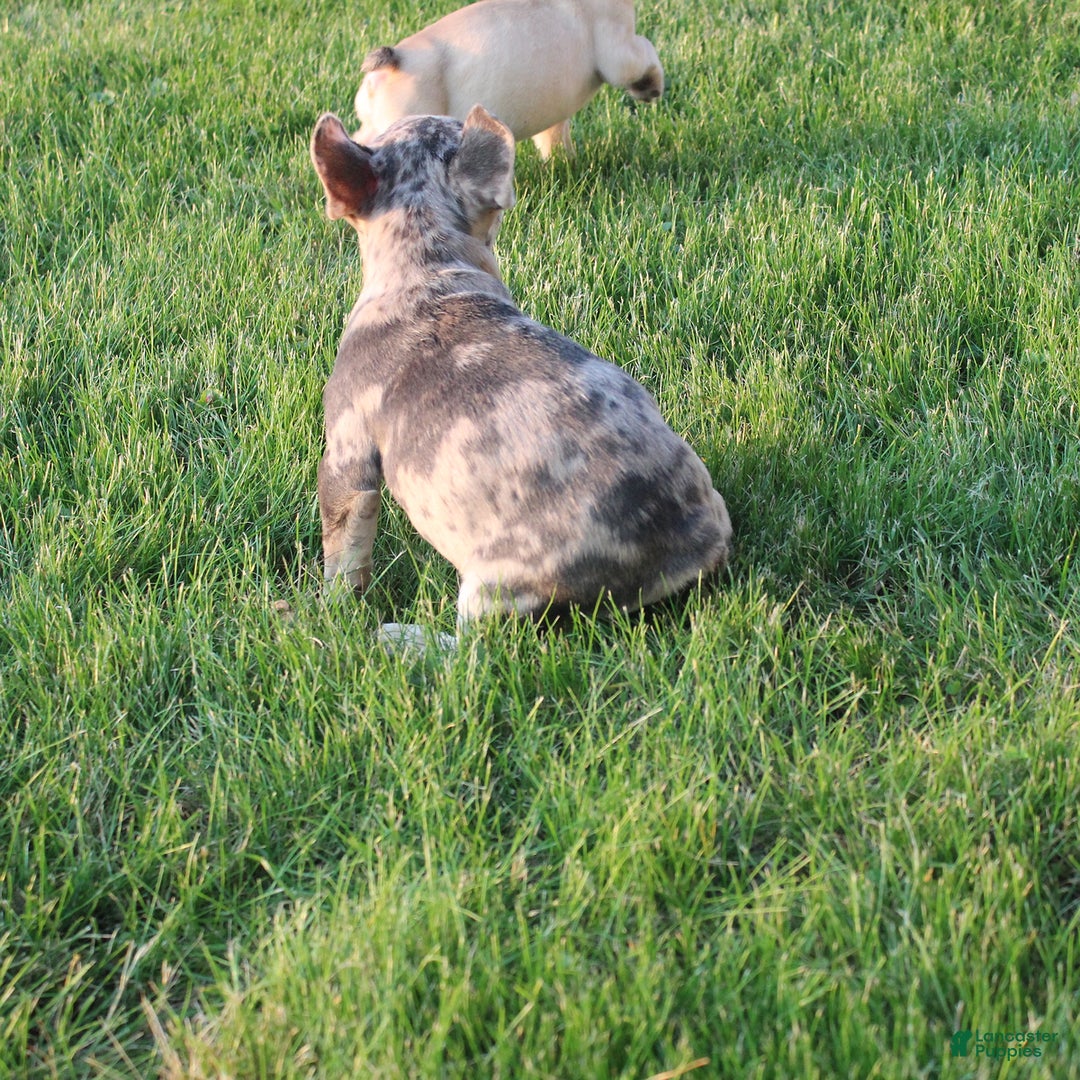 French Bulldog dogs for sale: French Bulldog 2 puppies - Image 7