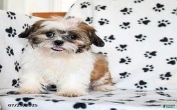 Shih Tzu dogs for sale: Izzy - Image 6