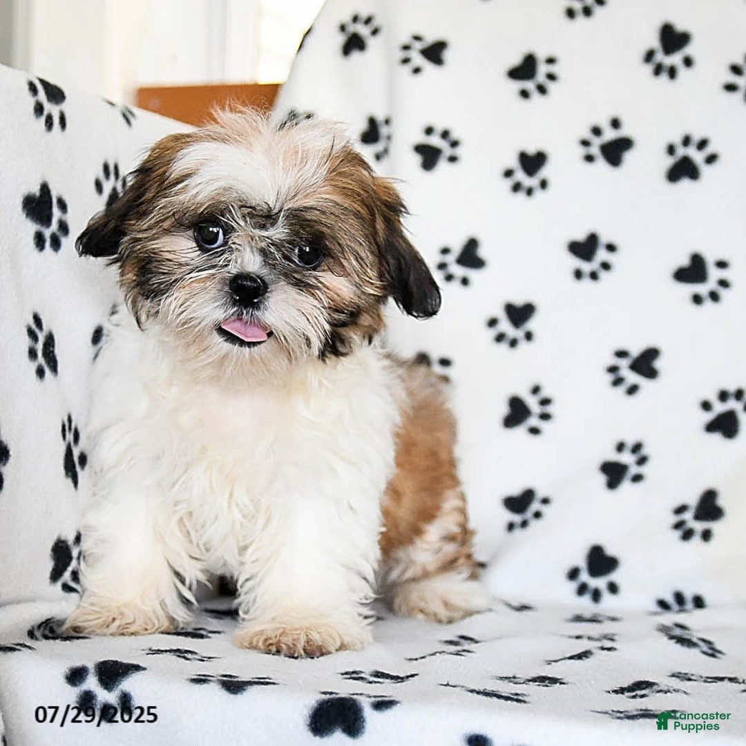 Shih Tzu dogs for sale: Izzy - Image 6