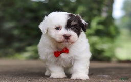 Havanese dogs for sale: Hayes - Image 7