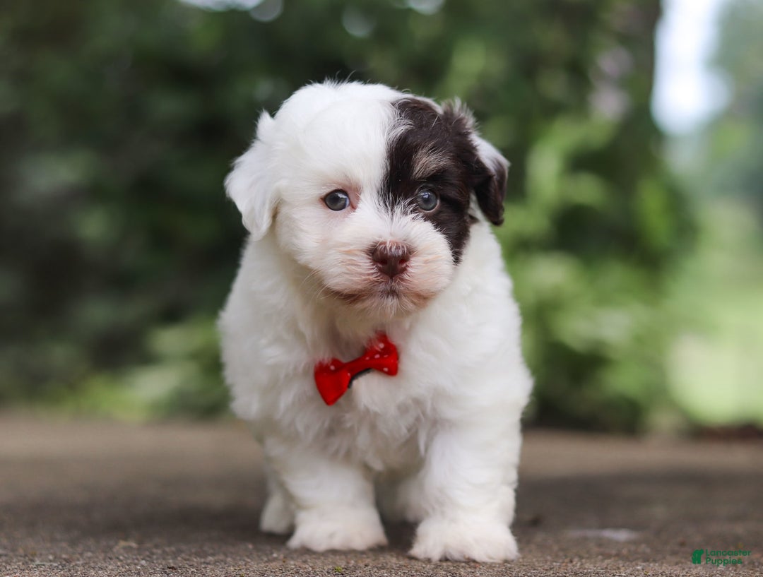 Havanese dogs for sale: Hayes - Image 7