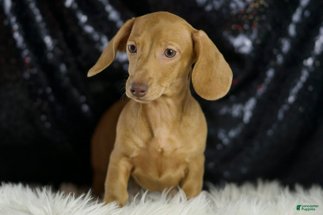 Miniature Dachshund dogs for sale: Greta - Image 4