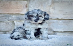 Mini Goldendoodle dogs for sale: Ms. Mia - Image 3