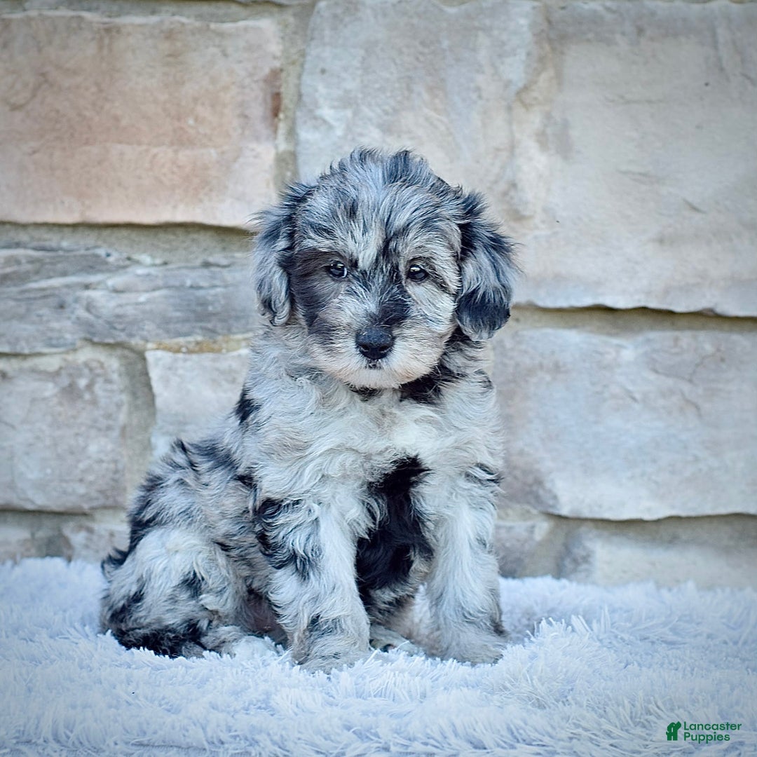 Mini Goldendoodle dogs for sale: Ms. Mia - Image 3