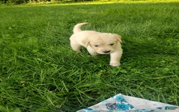 Golden Retriever dogs for sale: Picasso - Image 15