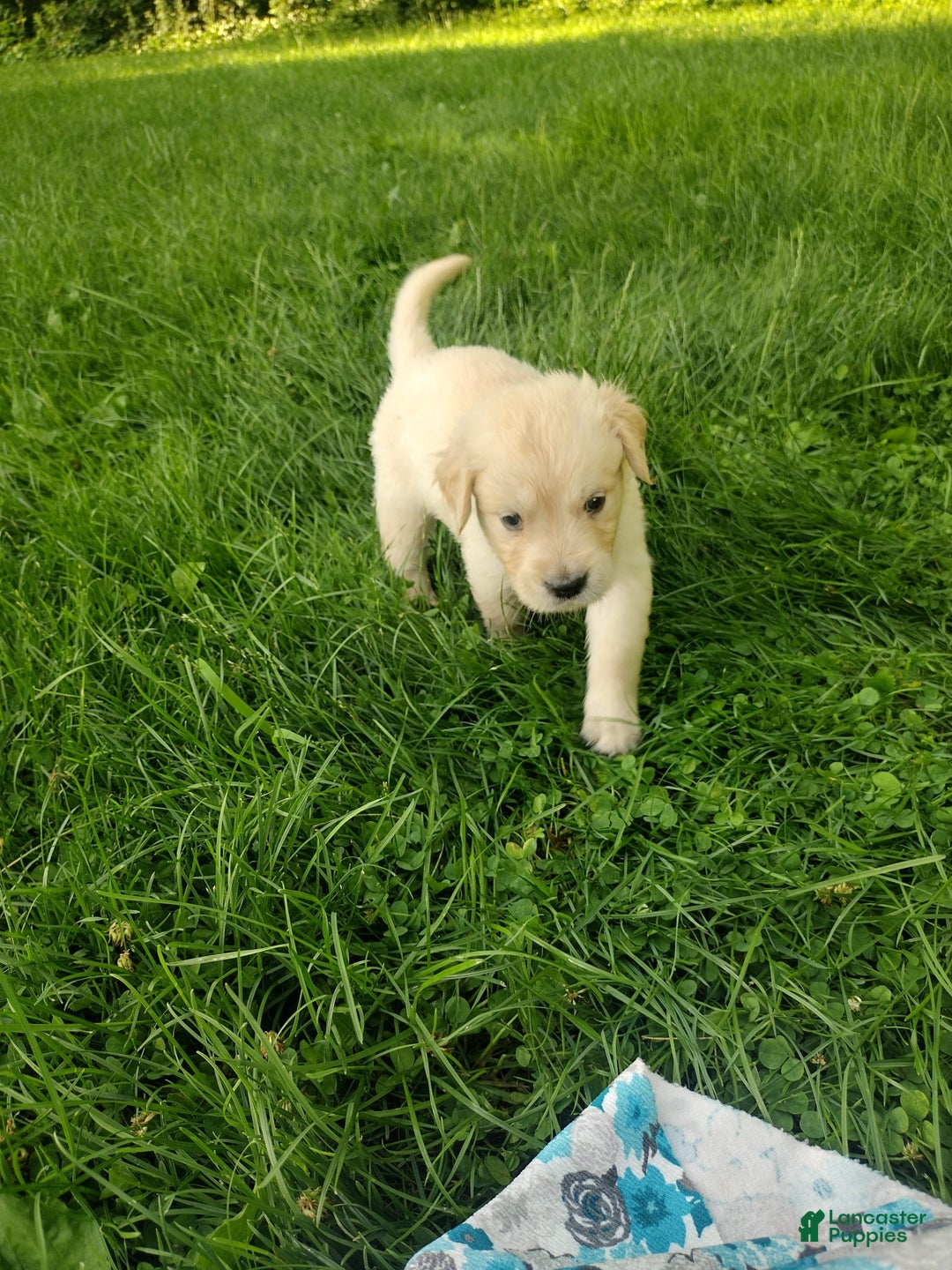 Golden Retriever dogs for sale: Picasso - Image 15