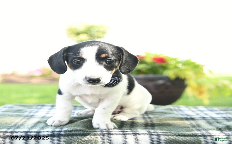 Jack Russell Terrier dogs for sale - Ad 3