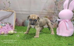 Catahoula Leopard Dog dogs for sale: Goldie 2025 F5 - Image 11