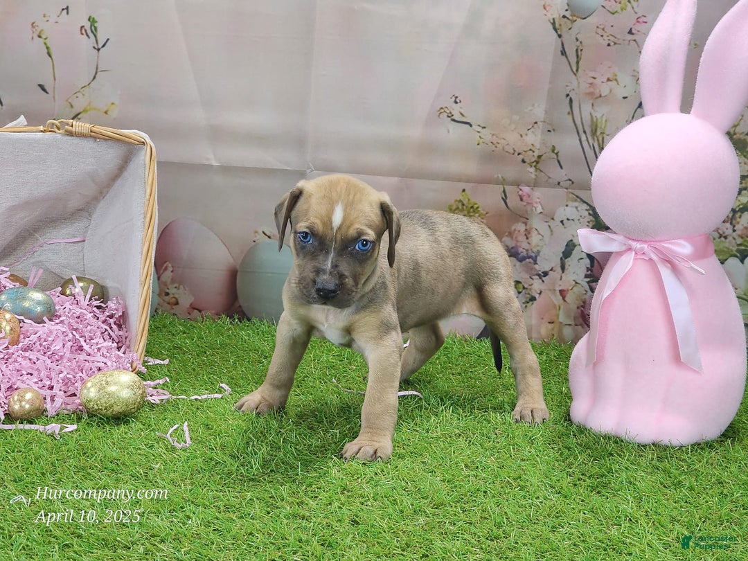 Catahoula Leopard Dog dogs for sale: Goldie 2025 F5 - Image 11