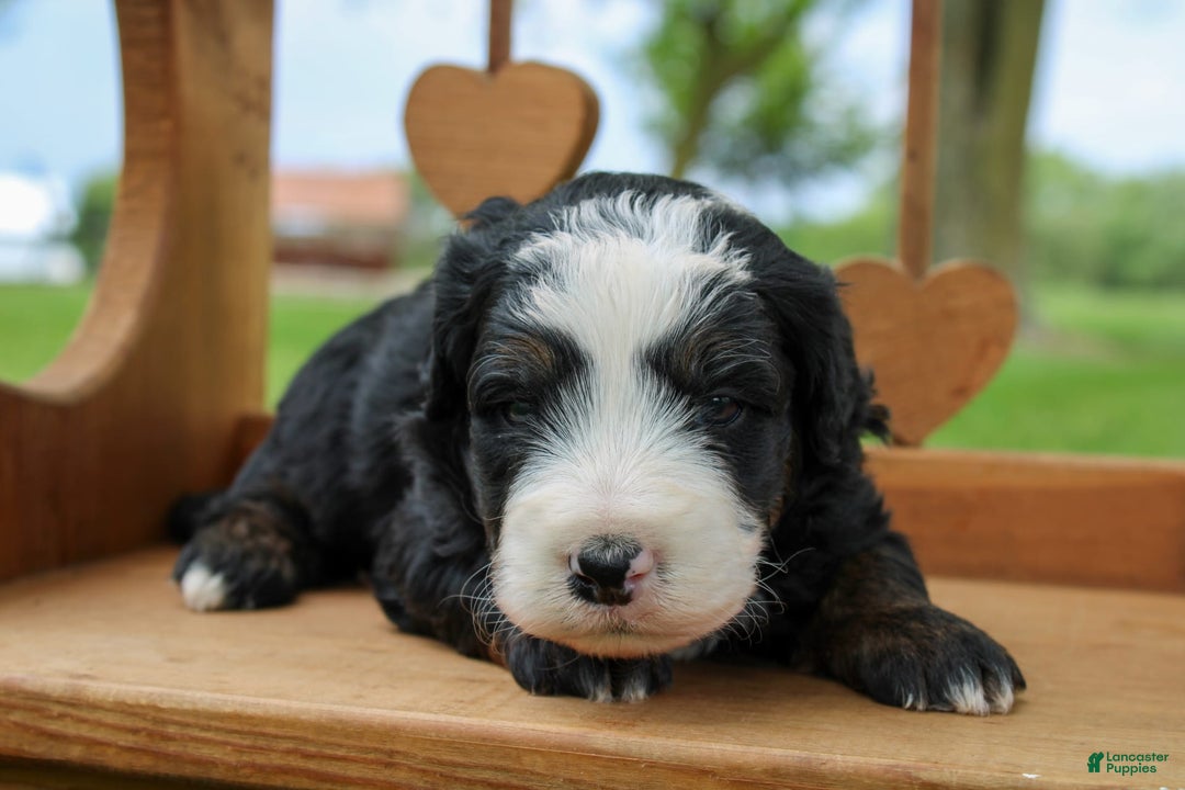 Mini Bernedoodle dogs for sale: Leo - Image 16