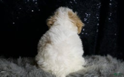 Maltipoo dogs for sale: Aphrodite - Image 6