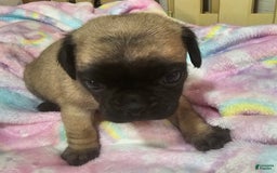 Pug dogs for sale: Shilo - Image 13
