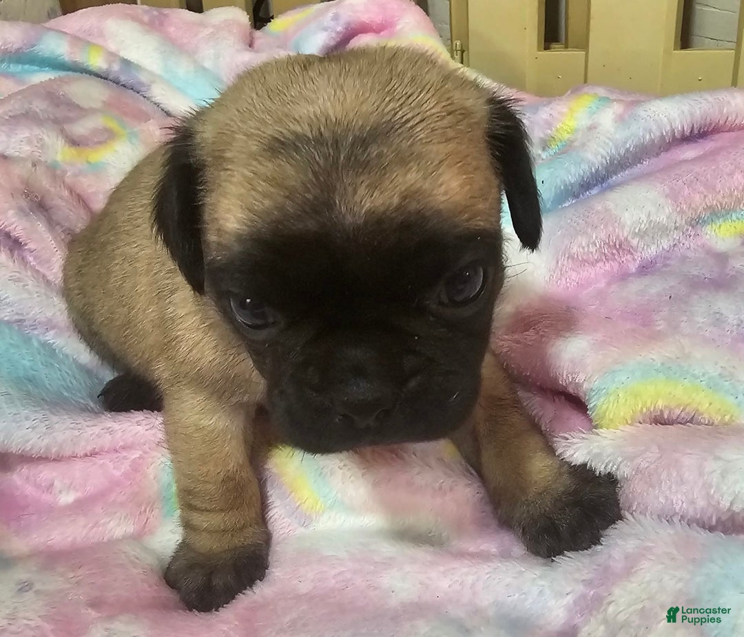 Pug dogs for sale: Shilo - Image 13