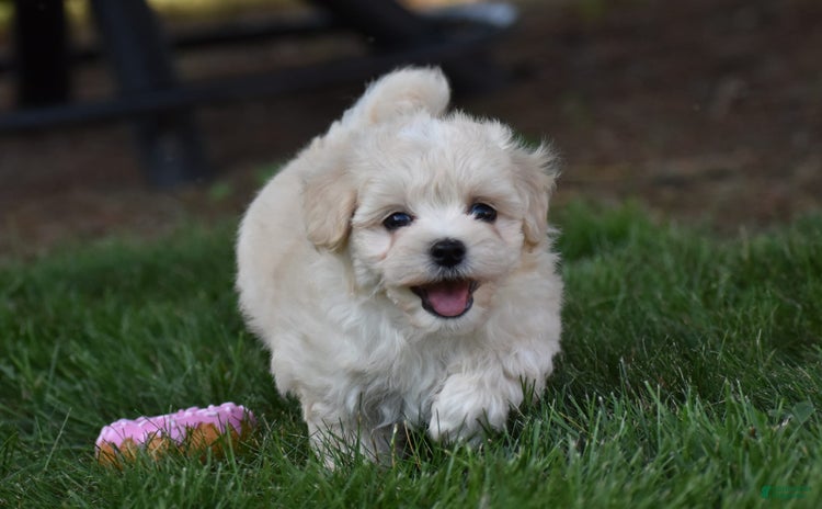 Maltipoo dogs for sale - Ad 2