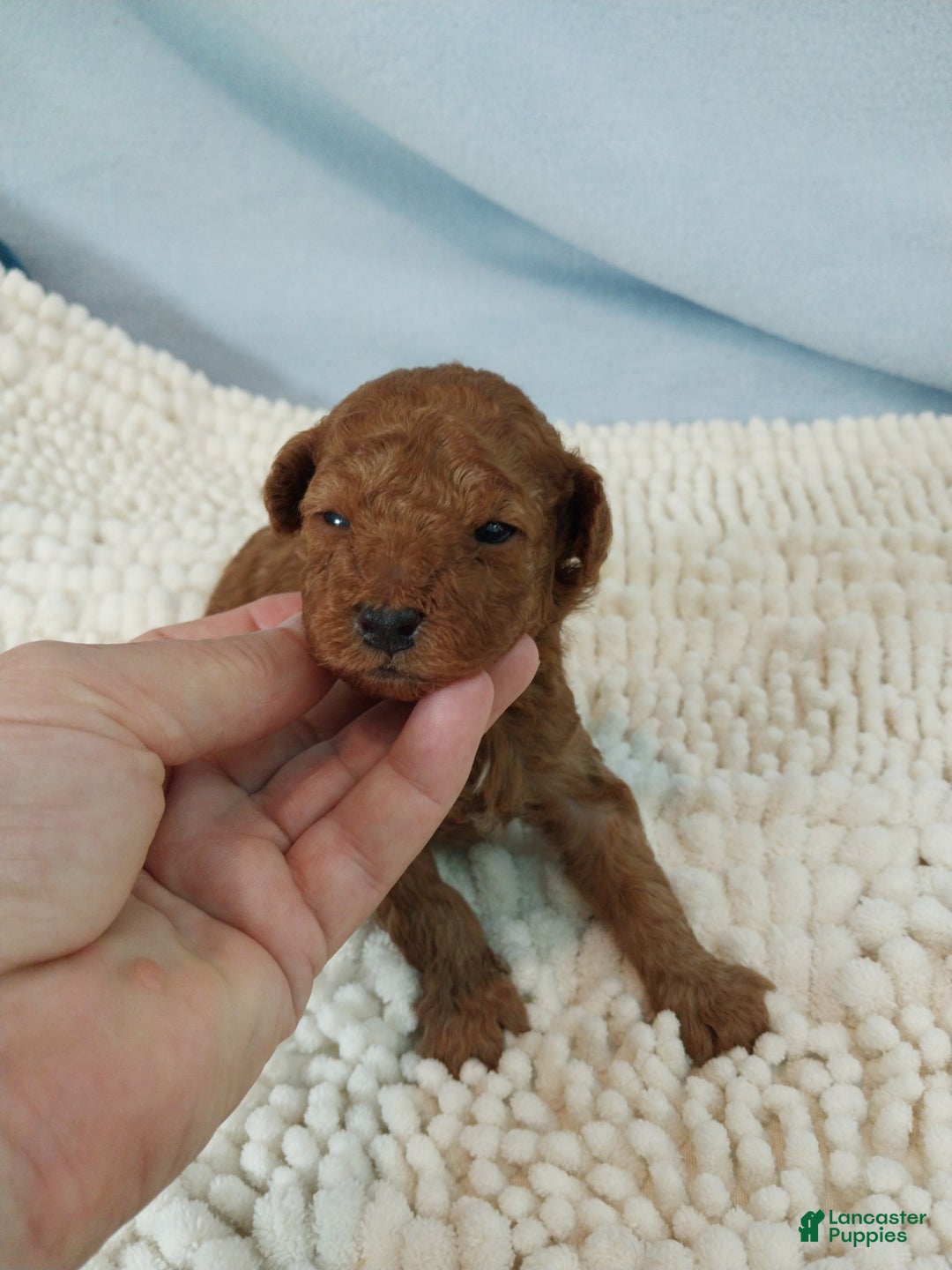 Toy Poodle dogs for sale: Kinley - Image 7