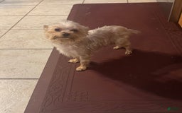 Yorkshire Terrier dogs for sale: Small male - Image 5