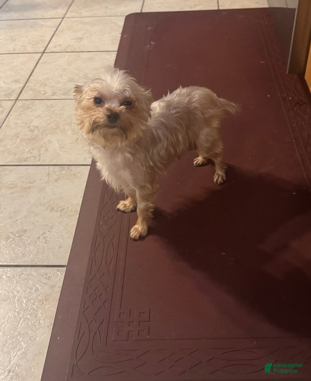 Yorkshire Terrier dogs for sale: Small male - Image 5