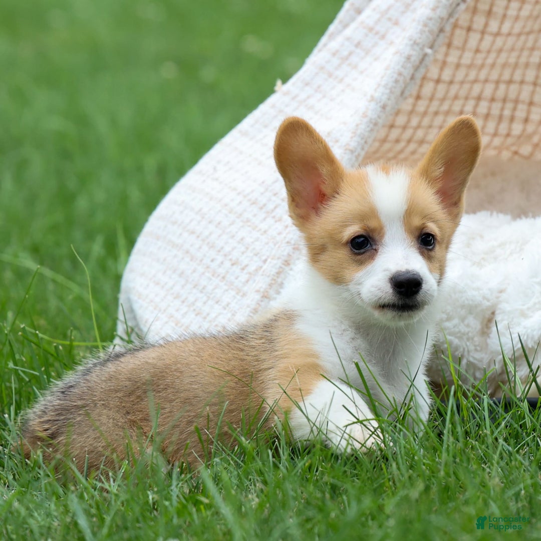 Welsh Corgi Pembroke dogs for sale: Lacey - Image 6
