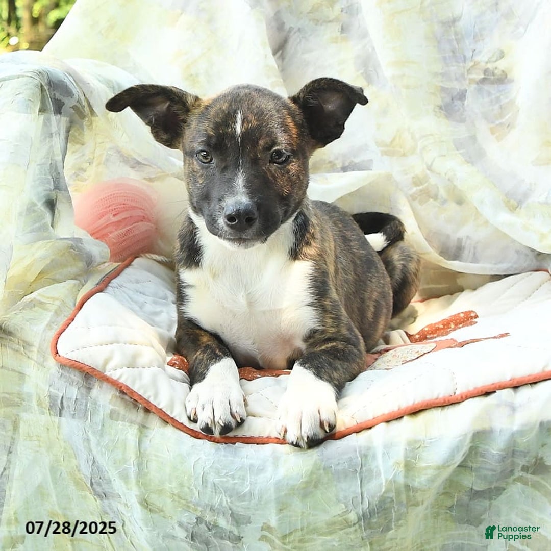 Siberian Husky dogs for sale: Bella - Image 2