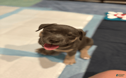 American Bully dogs for sale: Daisy - Image 5