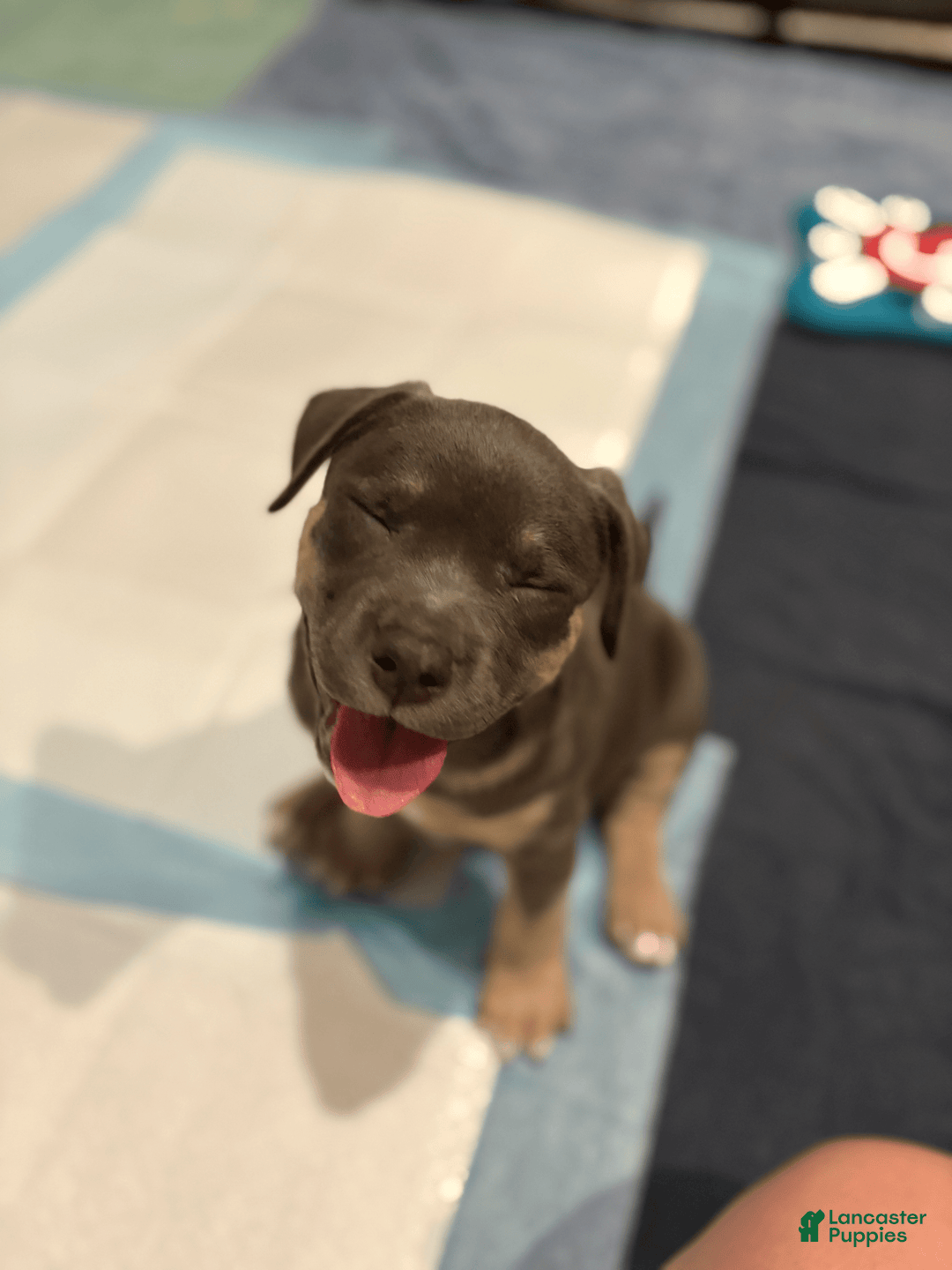 American Bully dogs for sale: Daisy - Image 5