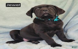 Cane Corso dogs for sale: Jewel - Image 3