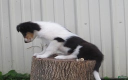 Collie dogs for sale: Atkin - Image 3