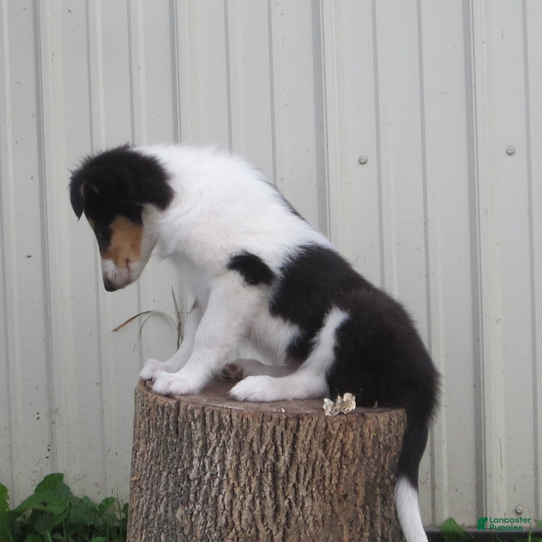 Collie dogs for sale: Atkin - Image 3