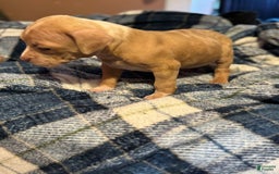 American Bully dogs for sale: Little Leo - Image 2
