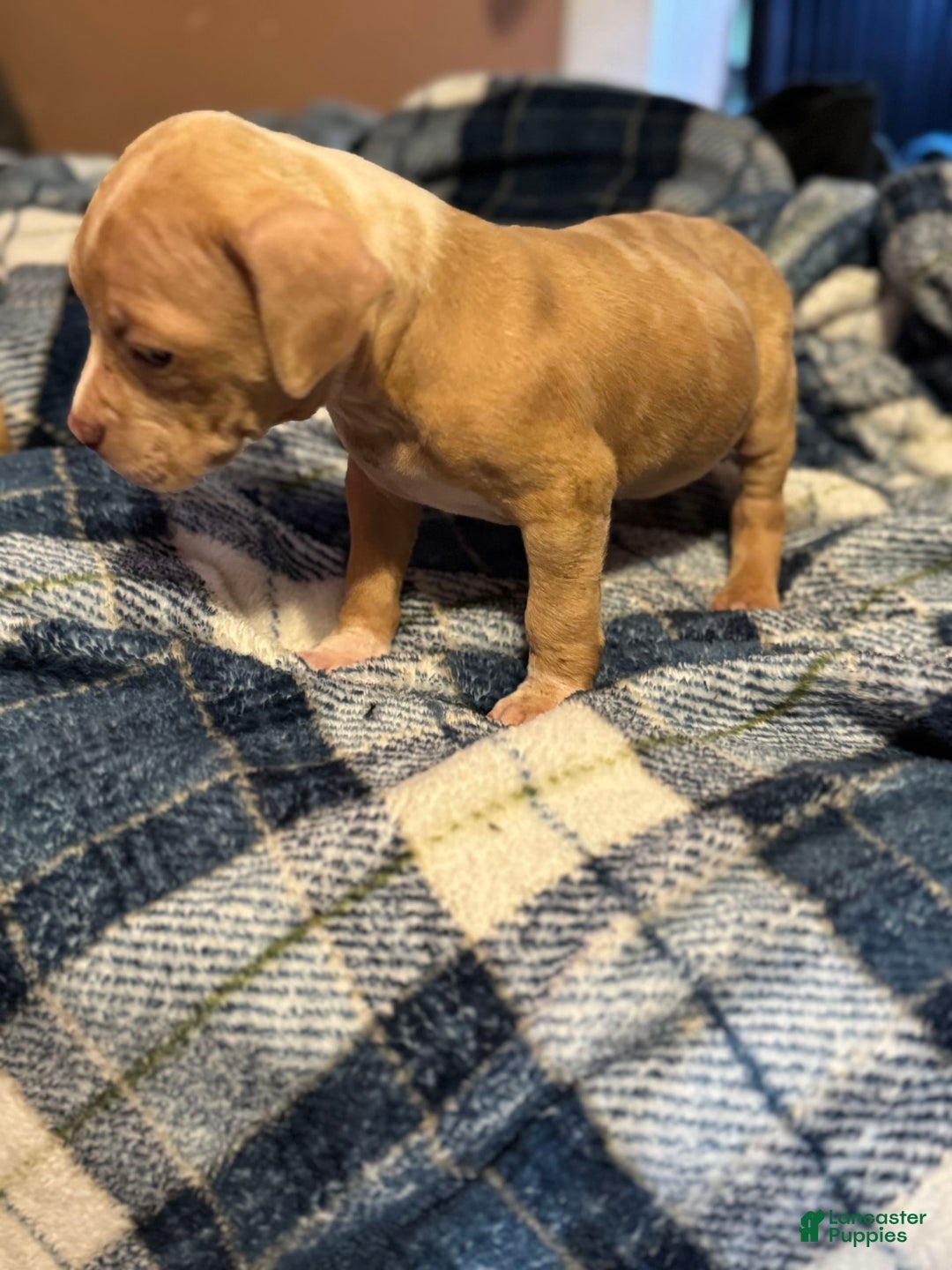 American Bully dogs for sale: Little Leo - Image 2