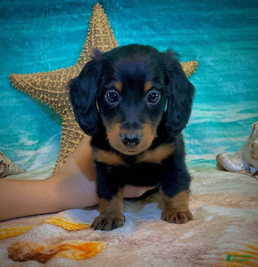 Miniature Dachshund dogs for sale: Donald - Petite - Image 5