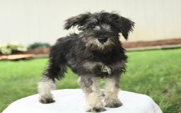 Miniature Schnauzer dogs for sale: Jett - Image 5