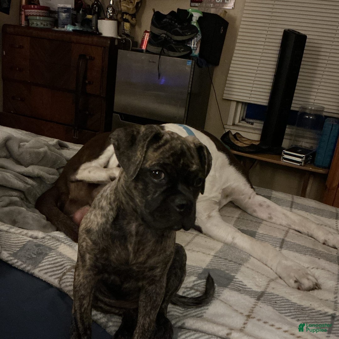American Pit Bull Terrier dogs for sale: Elsa aka Brindle - Image 2