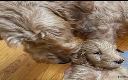 Goldendoodle dogs for sale: Luna - Image 31