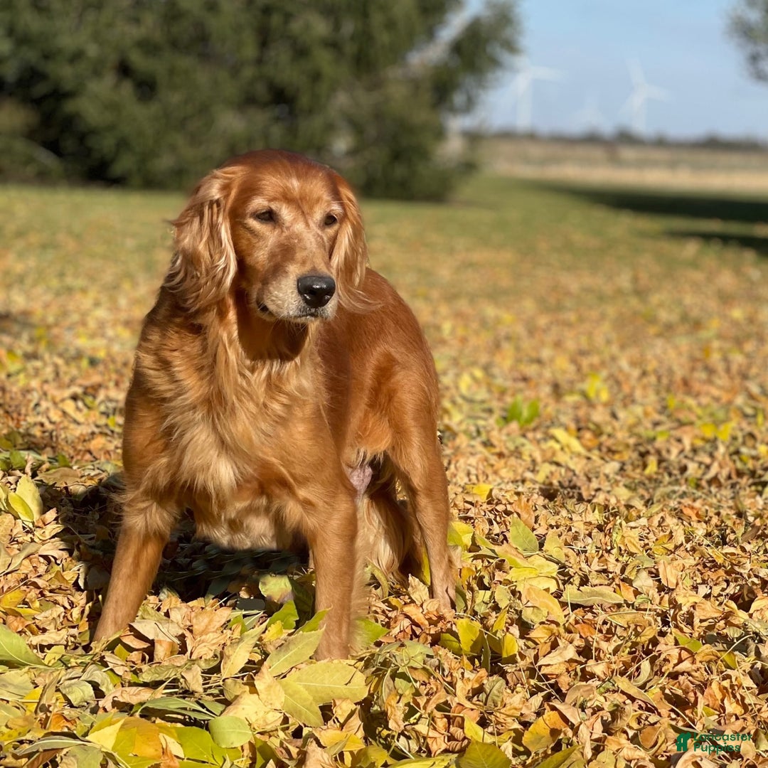 Golden Retriever dogs for sale: Winston - Image 11