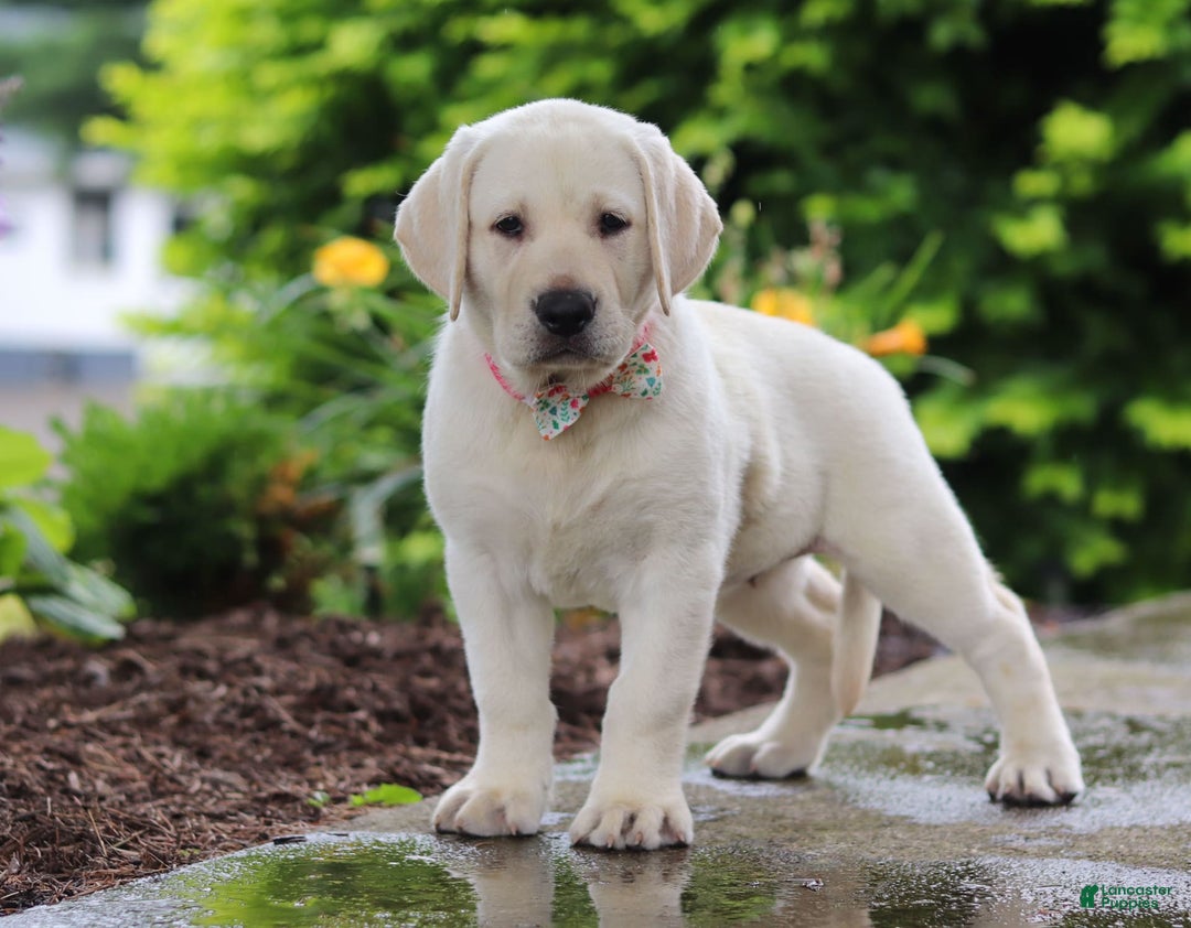 Labrador Retriever dogs for sale: Barbie - Image 5