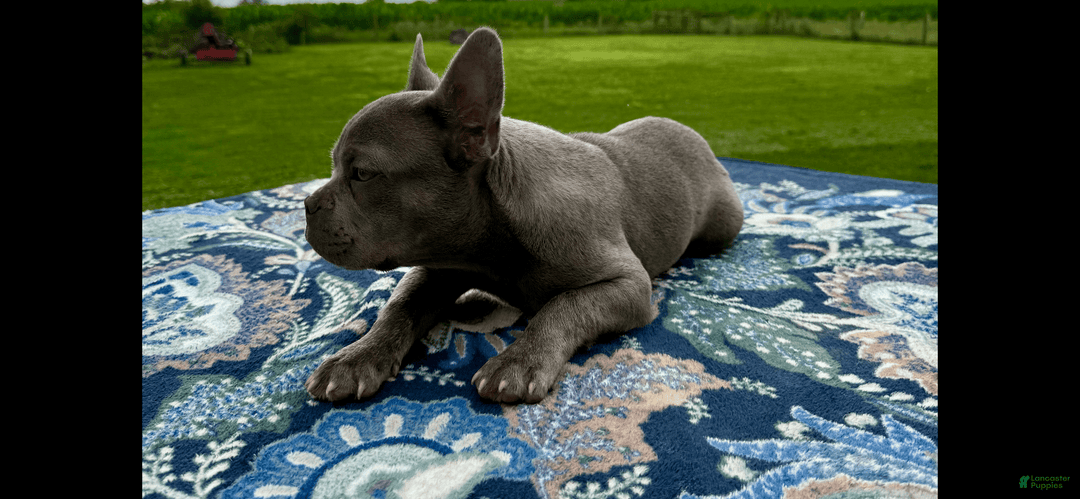 French Bulldog dogs for sale: Sterling - Image 2